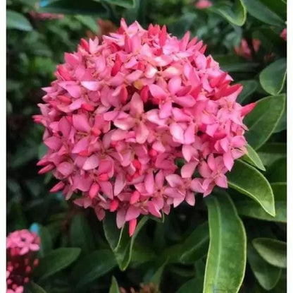 Chinese Ixora Flowers Plants (PINK)