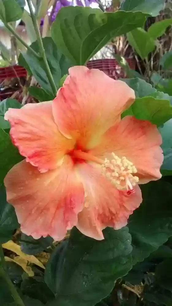 Australia Hibiscus Flowers Plants (LIGHT ORANGE)