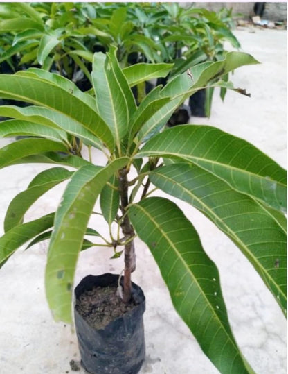 HONEYDAW MANGO Plants (Grafted)