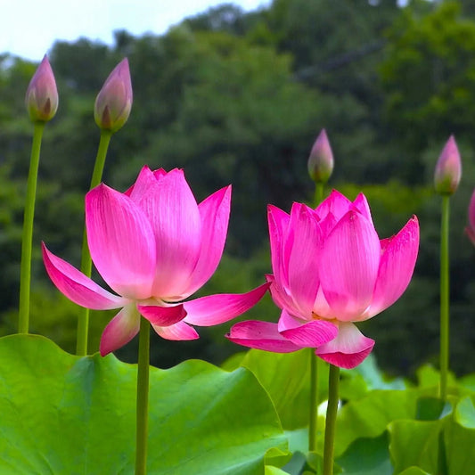 Lotus Water Flowers plants