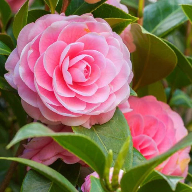 Camellia Flower Plant