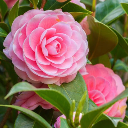 Camellia Flower Plant