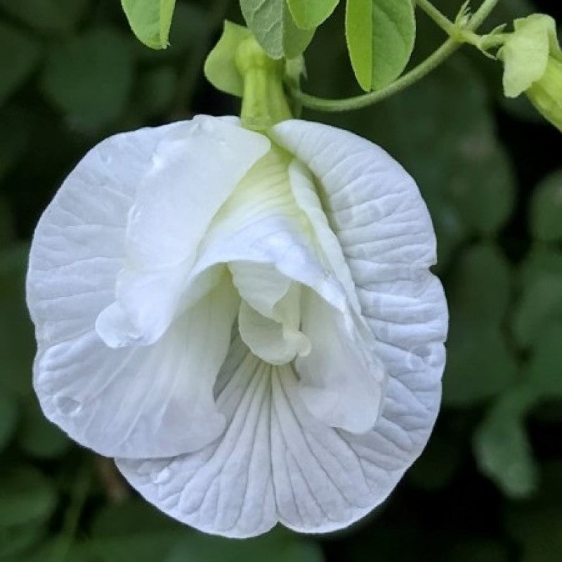 Aparajita white flowers plants