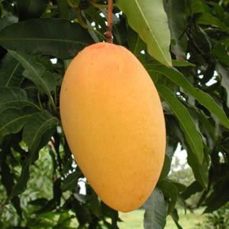 Amrapalli Mango Plants Grafted