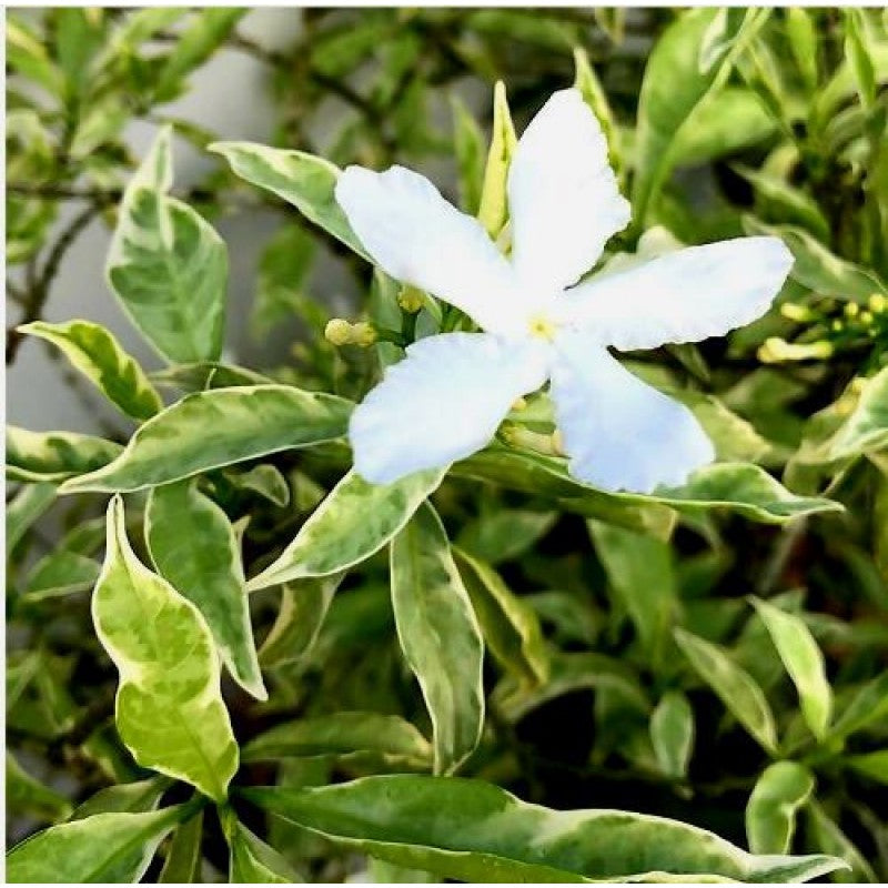 Variegated Tagar Flowers Plants