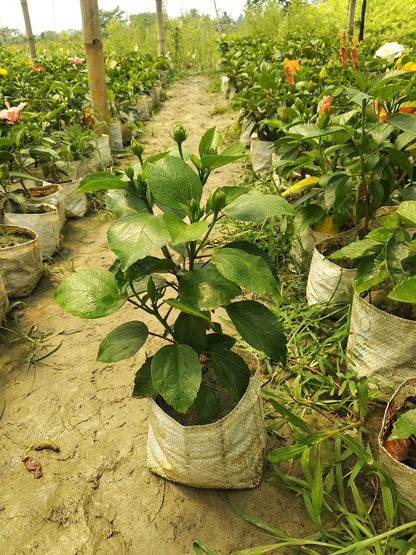 Hybrid Thoka Hibiscus Flowers Plants