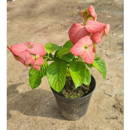 Mussaenda Flowering Plant (Pink)