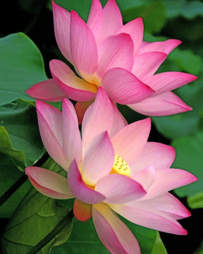 Lotus Water Flowers plants