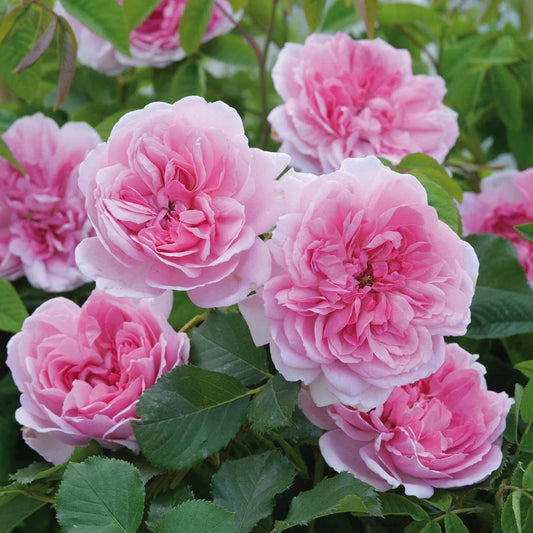 Climbing Rose Pink(Grafted)