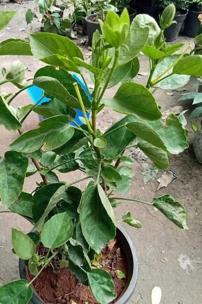 Australian Hibiscus Flowers Plants