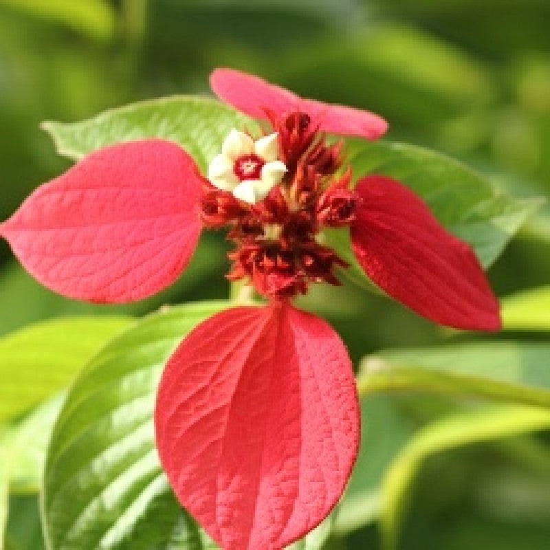 RED Mussaenda Flowers Plants