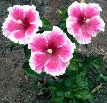 Austrian Hibiscus plants [White and Red Shaded]