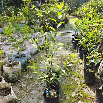 Hybrid Alubukhra Fruit Plant