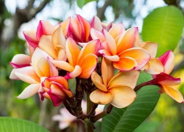 ORANGE & WHITE Tropical Frangipani Plumeria Flowers Plants