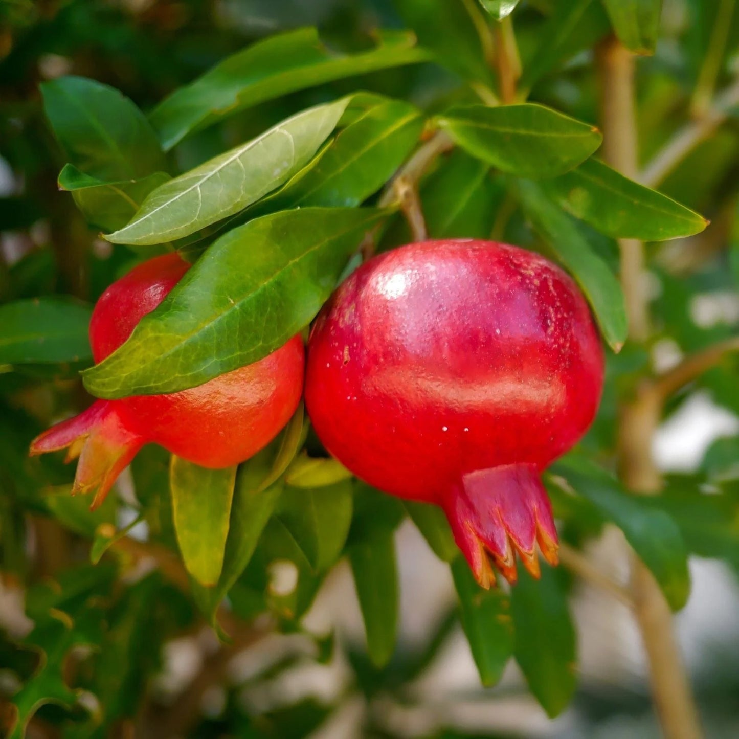 Pomegranate fruit Plants