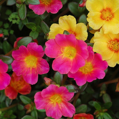 Portulaca FLOWERS PLANTS (HANGING PLANT)