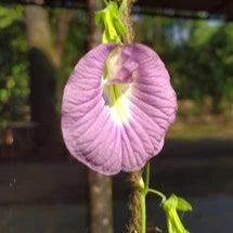 Asian pigeonwings Flowers Plants (Aparajita Pink)