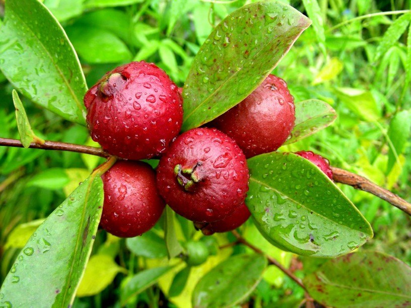 Red Strawberry Guava (Seedling and Layering Plants)