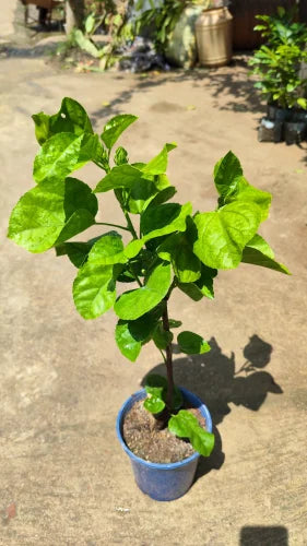 Austrian Hibiscus (Red Thoka) Flowers Plant