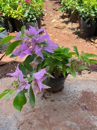 BOUGAINVILLEA FLOWERING PLANT (FORMUSA)