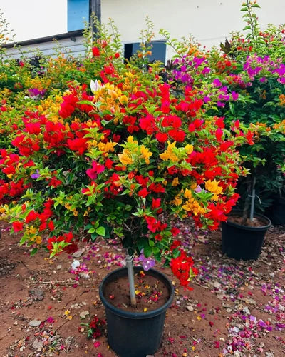 Bougainville Malti Grafted plant (1In 5-6 Colour)