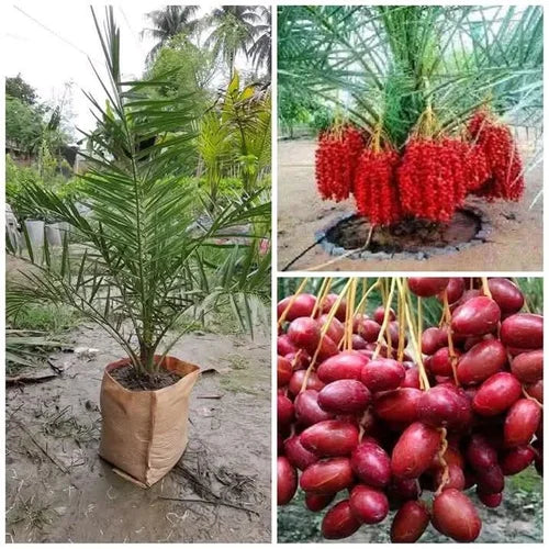 Dwarf Arabian Date Plant