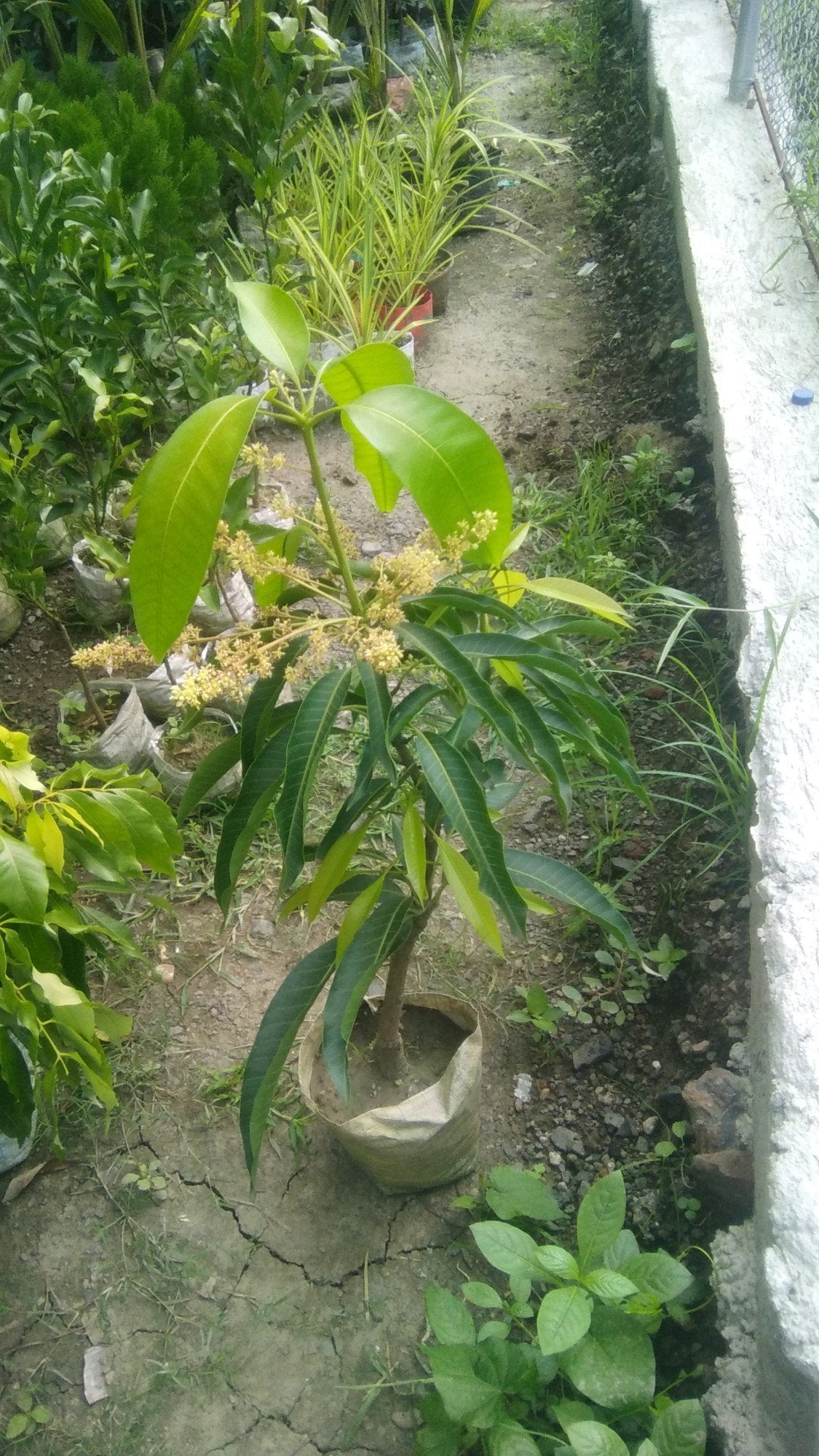 VASTARA Mango Plants (Grafted)