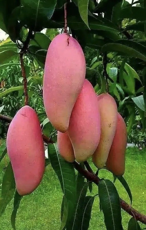 RED LOVRY MANGO fruit plant (grafting)