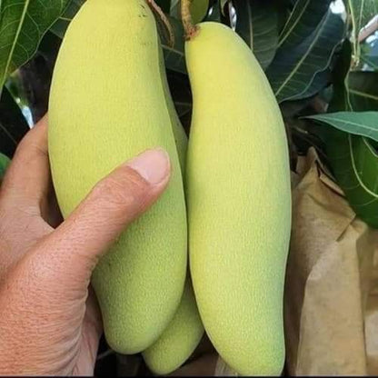 YELLOW BANANA MANGO  Fruit plants