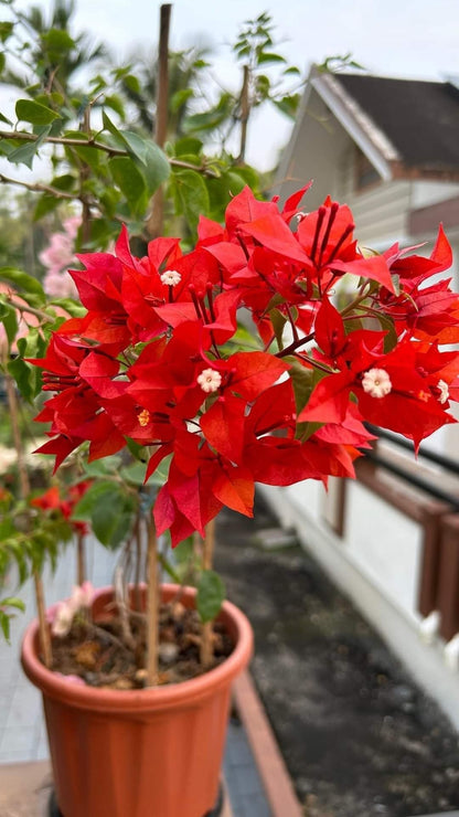 BOUGAINVALLEA FLOWERING PLANT- (FLAME RED)