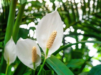 Peace Lily Flowers Plants