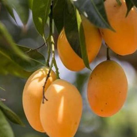 SITA BHOG Mango Plants