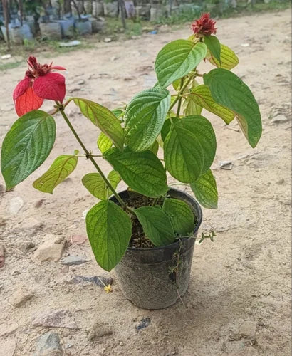 RED Mussaenda Flowers Plants