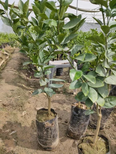 Red Malta Fruit Plants