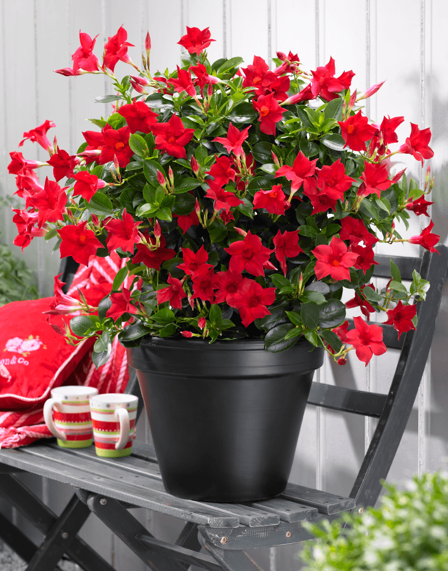 MANDEVILLA (RED) FLOWERING PLANT