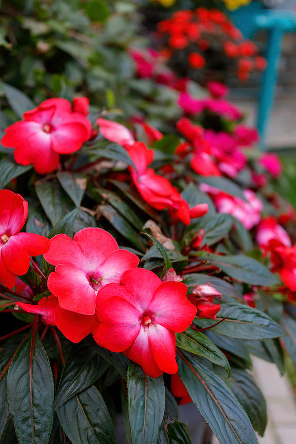 Impatiens Flowers Plants (White AND Orange)