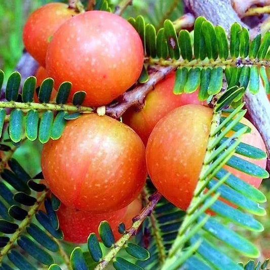 RED AMLA FRUIT PLANT (grafting)