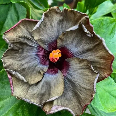 Australian Hibiscus Flowers Plants