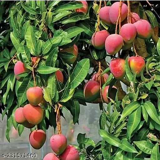 Palmer mango( Red ) Grafting Fruit plant – Haven plant