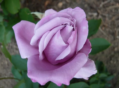 HYBRID ROSE FLOWERS PLANTS (LIGHT PURPLE) GRAFTED