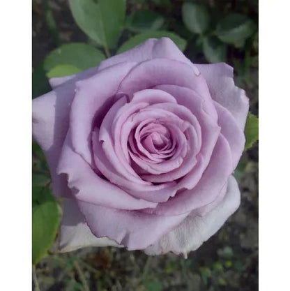 HYBRID ROSE FLOWERS PLANTS (LIGHT PURPLE) GRAFTED