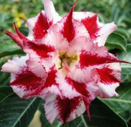 ROSY VARIETY GRAFTED ADENIUM (White & Red)