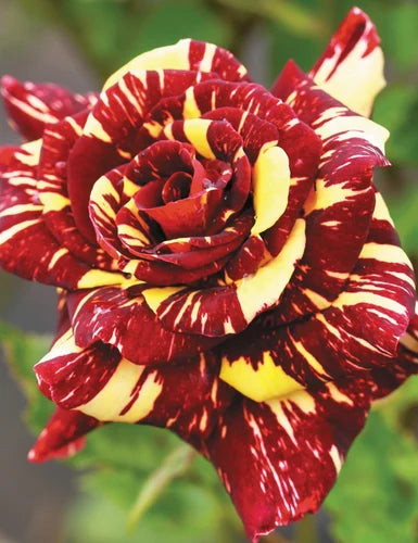 Abracadabra Rose ( yellow and red mix ) Plant