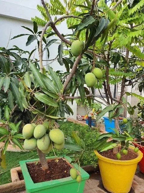 VASTARA MANGO PLANTS (Grafted)