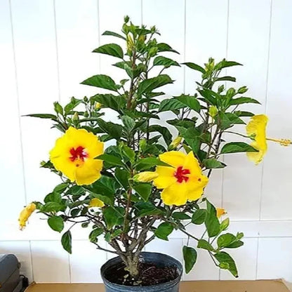 Austrian Hibiscus Flowers plants (Yellow)