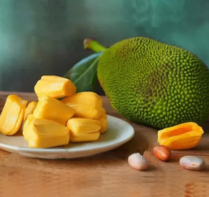 Vietnam Super Early Jack Fruit Plants