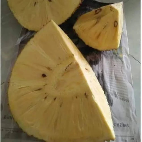 Seedless Jack Fruit Plants