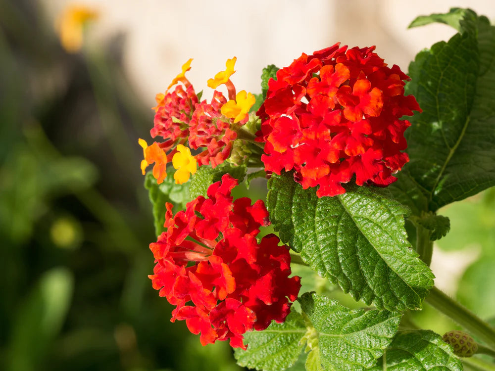 Lantana Flowers Plants ( Red)