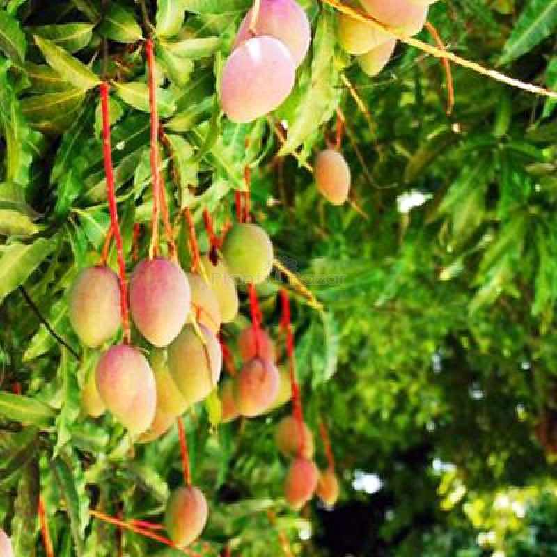 SINDUR KOUTA MANGO Fruit plants