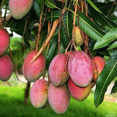 SINDUR KOUTA MANGO Fruit plants